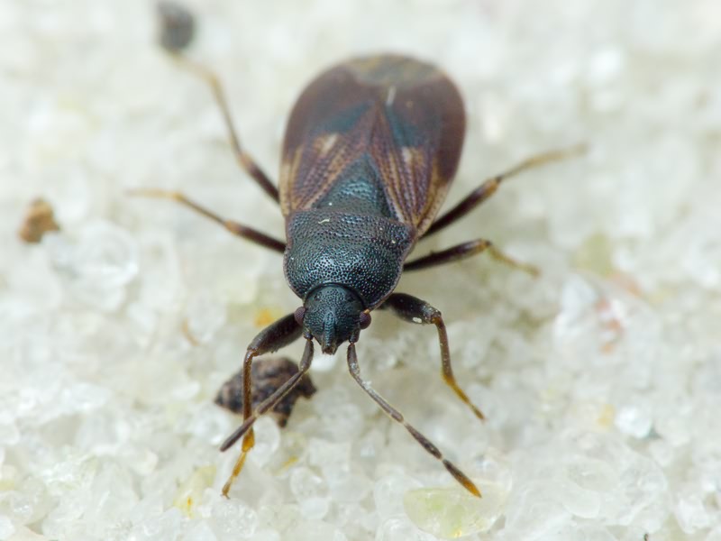 Drymus (Sylvadrymus) brunneus (R.F. Sahlberg, 1848)